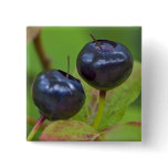 Ripe huckleberries in the Flathead National 2 Pinback Buttons