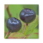 Ripe huckleberries in the Flathead National 2 Fridge Magnets