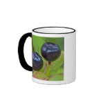 Ripe huckleberries in the Flathead National 2 Mugs