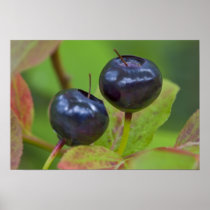 Ripe huckleberries in the Flathead National 2