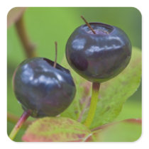 Ripe huckleberries in the Flathead National 2 Square Stickers
