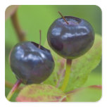 Ripe huckleberries in the Flathead National 2 Square Stickers