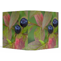 Ripe huckleberries in the Flathead National Binders