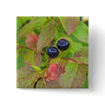 Ripe huckleberries in the Flathead National Buttons