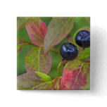 Ripe huckleberries in the Flathead National Button