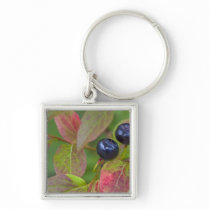 Ripe huckleberries in the Flathead National Keychains