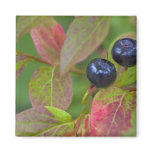 Ripe huckleberries in the Flathead National Magnets