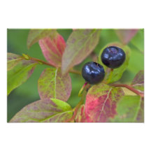 Ripe huckleberries in the Flathead National Photo Art