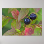 Ripe huckleberries in the Flathead National