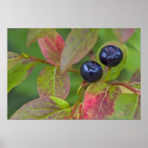 Ripe huckleberries in the Flathead National