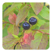 Ripe huckleberries in the Flathead National Stickers