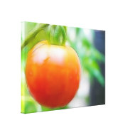 Ripe Red Heirloom Tomato wrappedcanvas