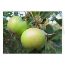 Ripening Apples Cards
