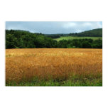 Ripening Wheat
