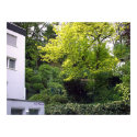 Rising Backyard posters