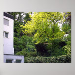 Rising Backyard Poster