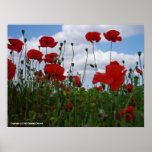 Rising Poppies posters