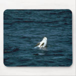 Risso's Dolphin Mousepads