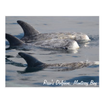 Risso's Dolphins Postcard