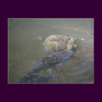 River Catfish and Turtle Postcard by naturegirl7 River Catfish and Turtle Postcard