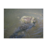 River Catfish and Turtle Postcard