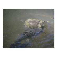 River Catfish and Turtle Postcard
