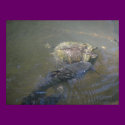 River Catfish and Turtle posters