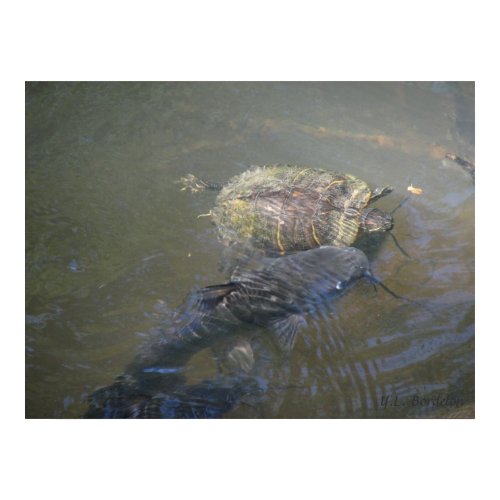 River Catfish and Turtle print