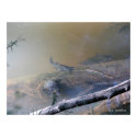 River Catfish and Turtles posters by naturegirl7 River Catfish and Turtles posters