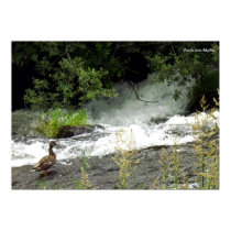 River Duck Print