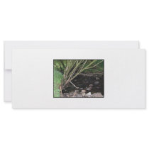 River flowing through woodland. rack card