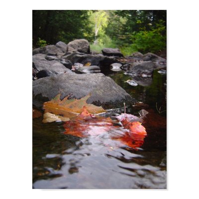 River Leaves Poster by TaylorE