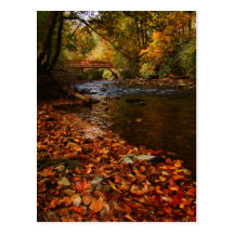 River of Leaves Post Cards