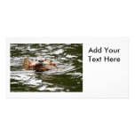 River Otter and Fish Photo Cards