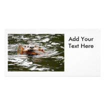 River Otter and Fish Photo Cards