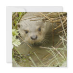 River Otter Habitat Invitations