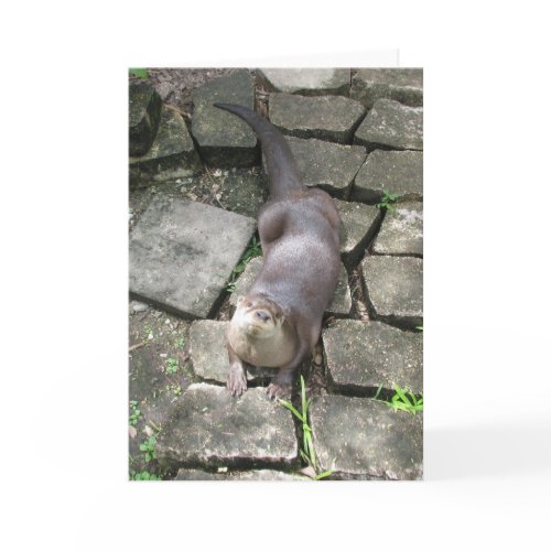 River Otter Poses card