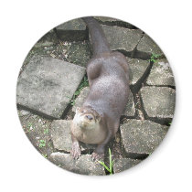 River Otter Poses magnets by naturegirl7 River Otter Poses magnets