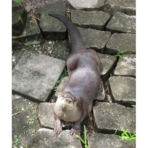 River Otter Poses mousepad