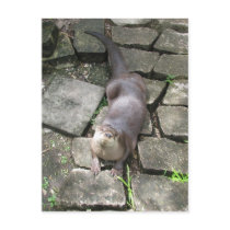 River Otter Poses postcards
