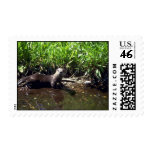 River Otter-summer Postage Stamps