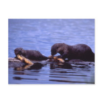 River Otters Wildlife Series # 15 Postcard
