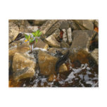 River Rocks Cement Blocks and Mangrove Seedling Post Cards