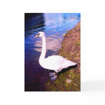 RIVER SWAN cards by ANGELHELEN RIVER SWAN cards