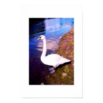 RIVER SWAN posters by ANGELHELEN RIVER SWAN posters