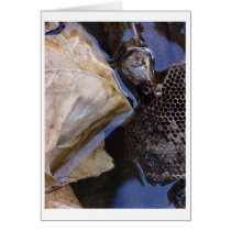 river talk cards