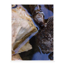 river talk posters