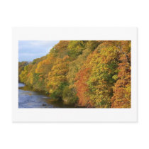 River Tees in Autumn Postcard