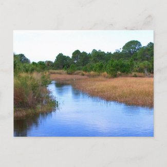 River through marshland savannah swamp picture postcard