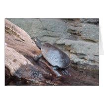 River Turtle cards